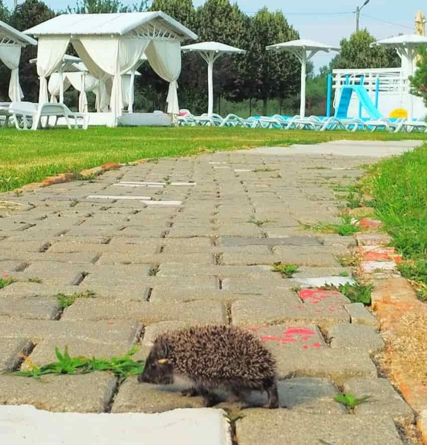 Un arici curios Un arici curios